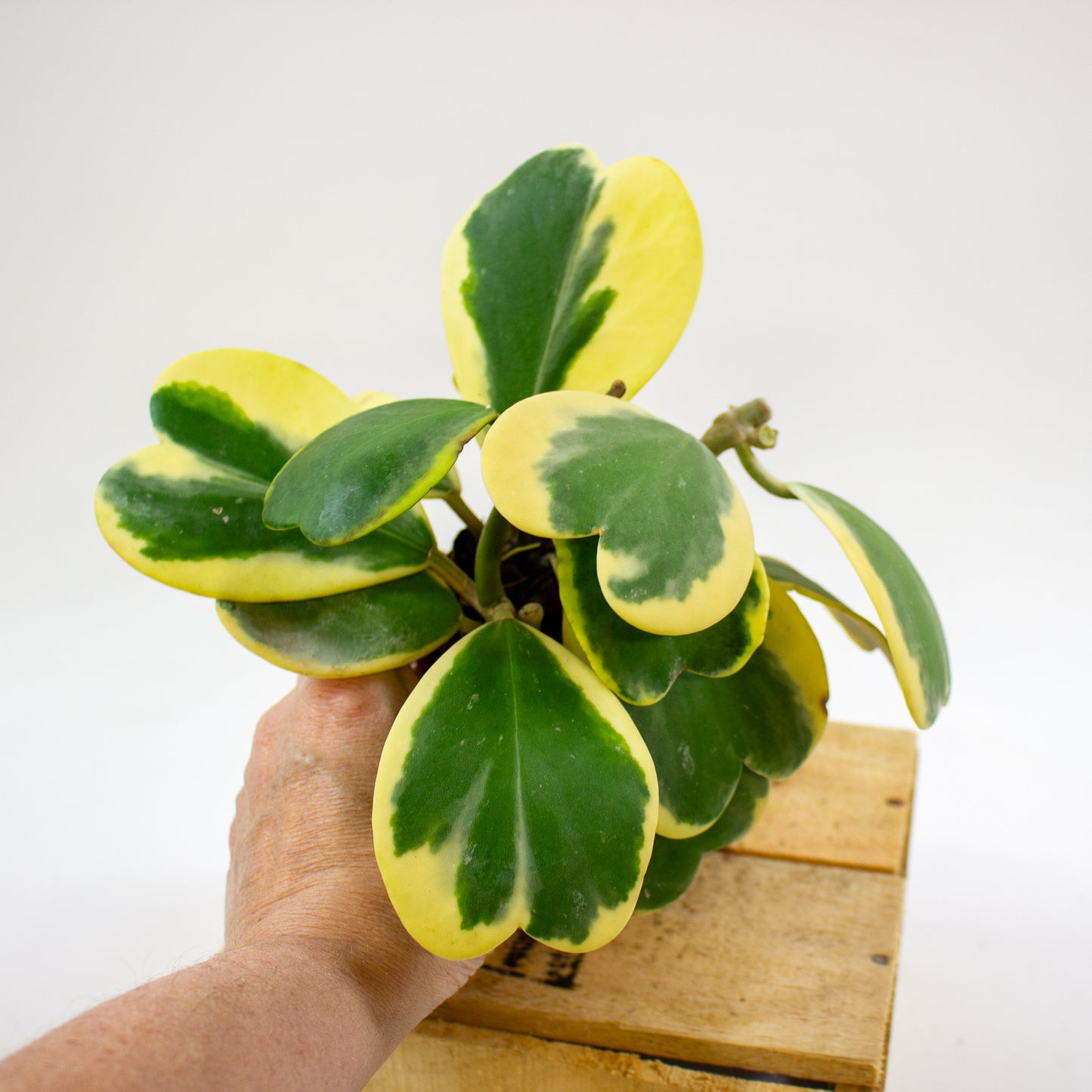 Hoya kerrii 10cm H17cm