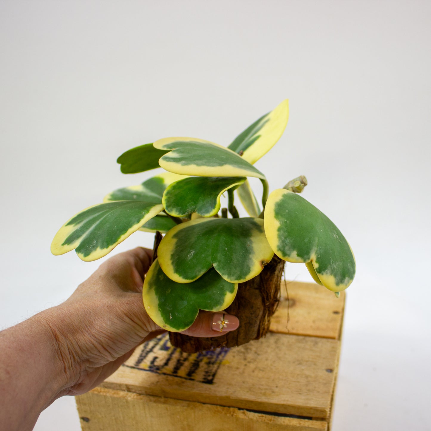 Hoya kerrii 10cm H17cm