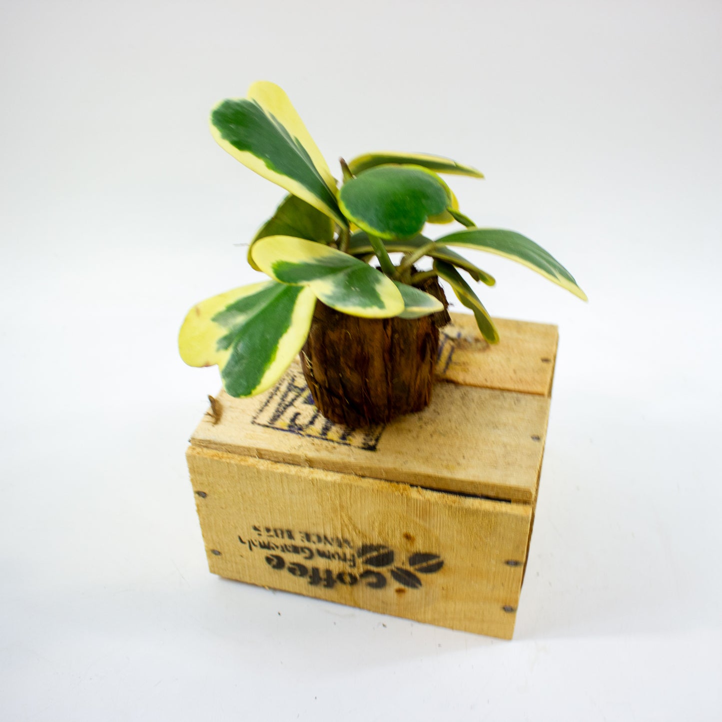 Hoya kerrii 10cm H17cm