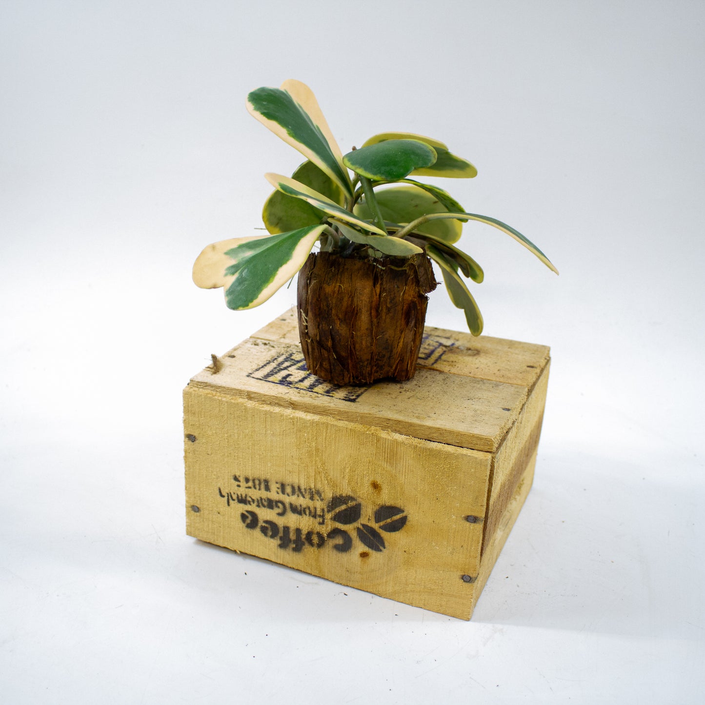 Hoya kerrii 10cm H17cm