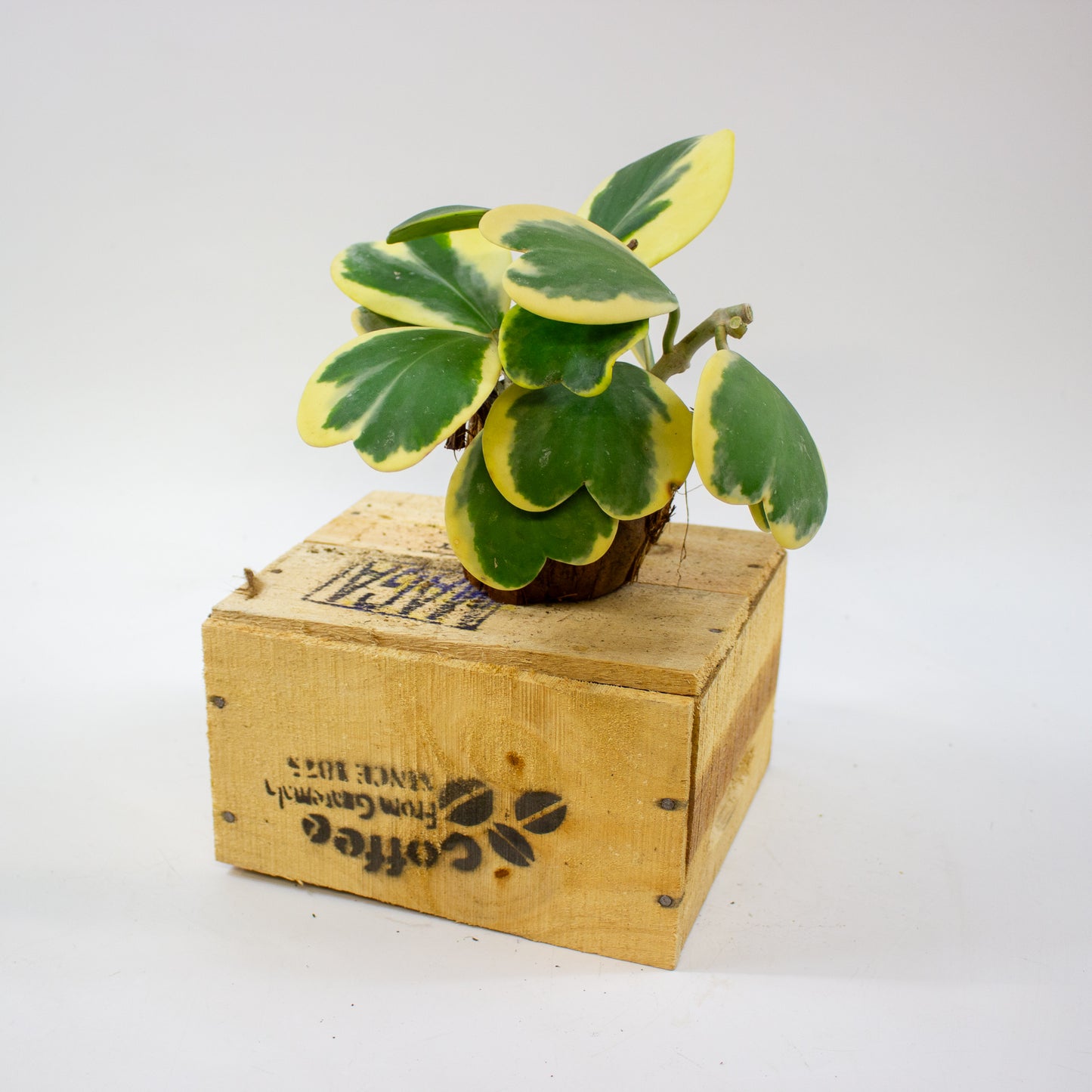 Hoya kerrii 10cm H17cm