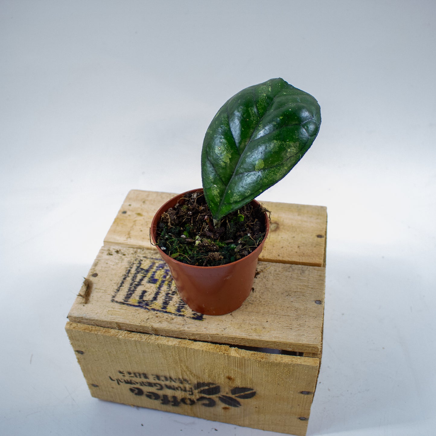 Hoya Deykeae 8cm H10cm