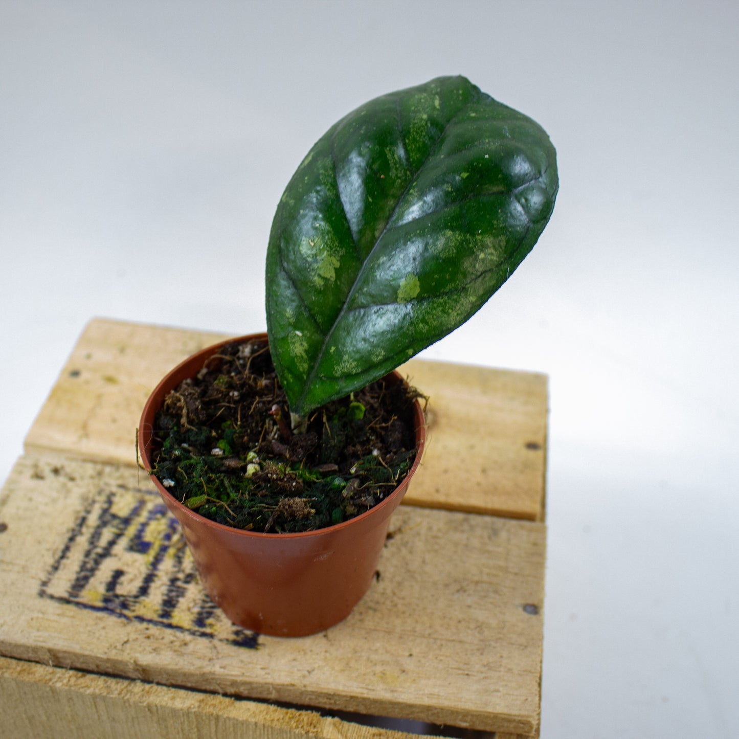 Hoya Deykeae 8cm H10cm