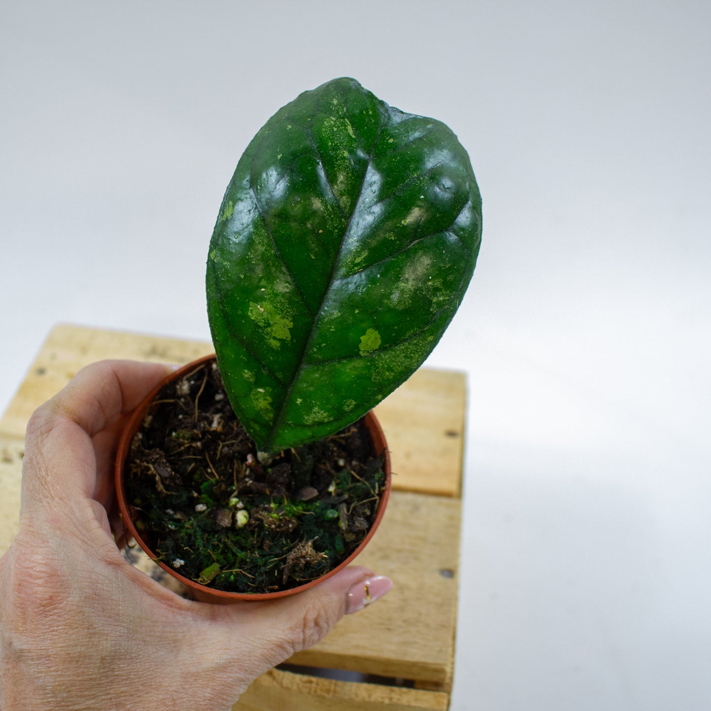 Hoya Deykeae 8cm H10cm
