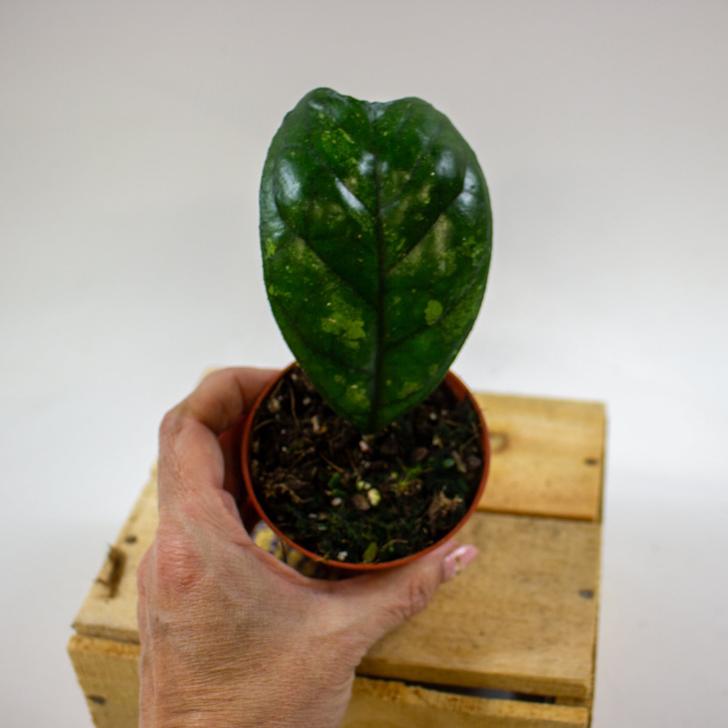 Hoya Deykeae 8cm H10cm