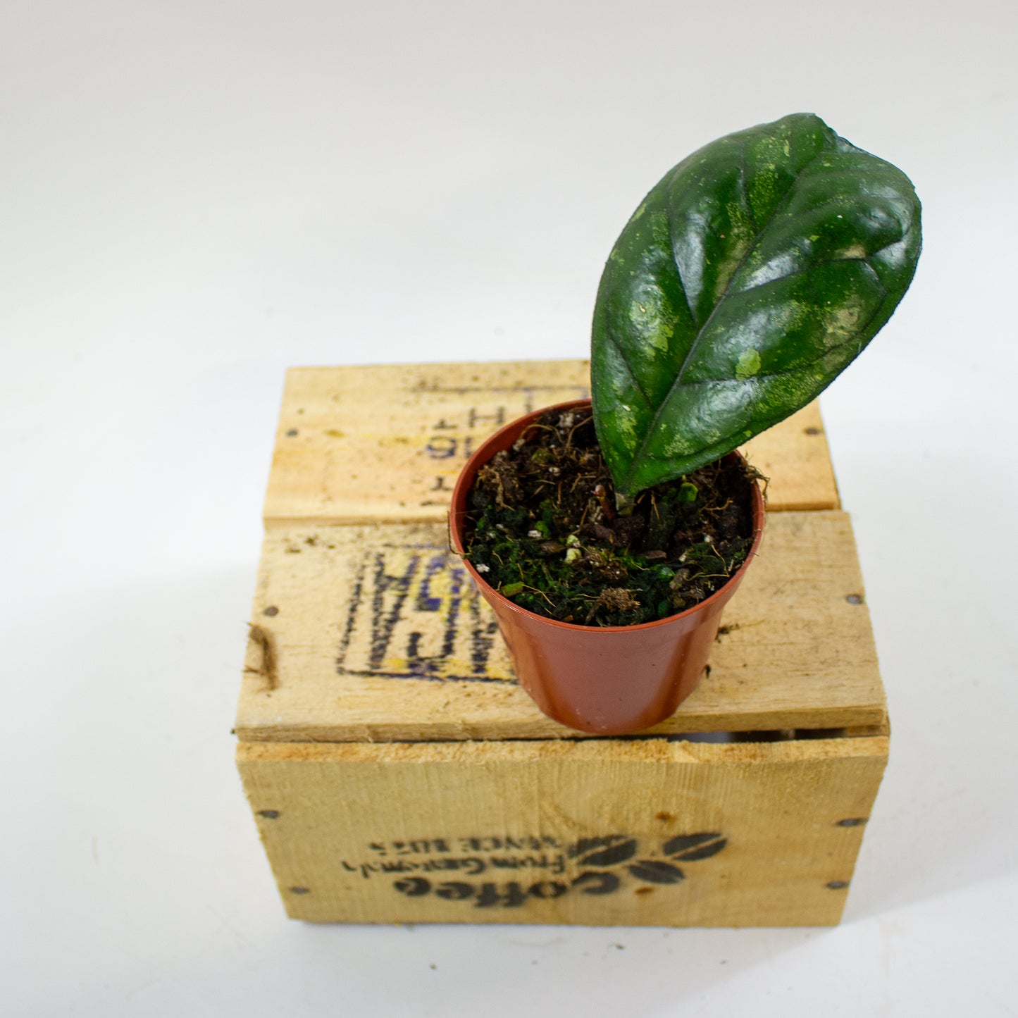 Hoya Deykeae 8cm H10cm