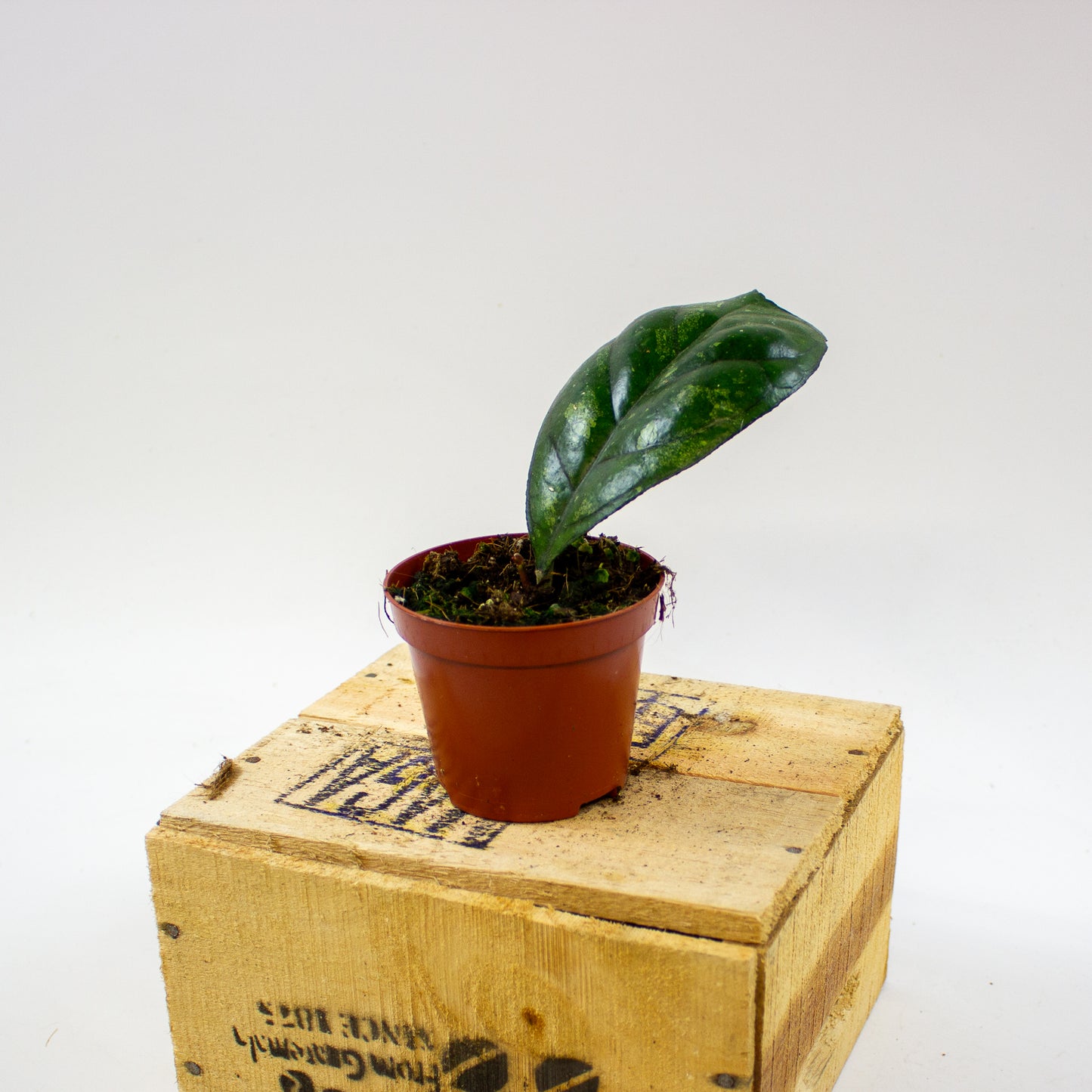 Hoya Deykeae 8cm H10cm