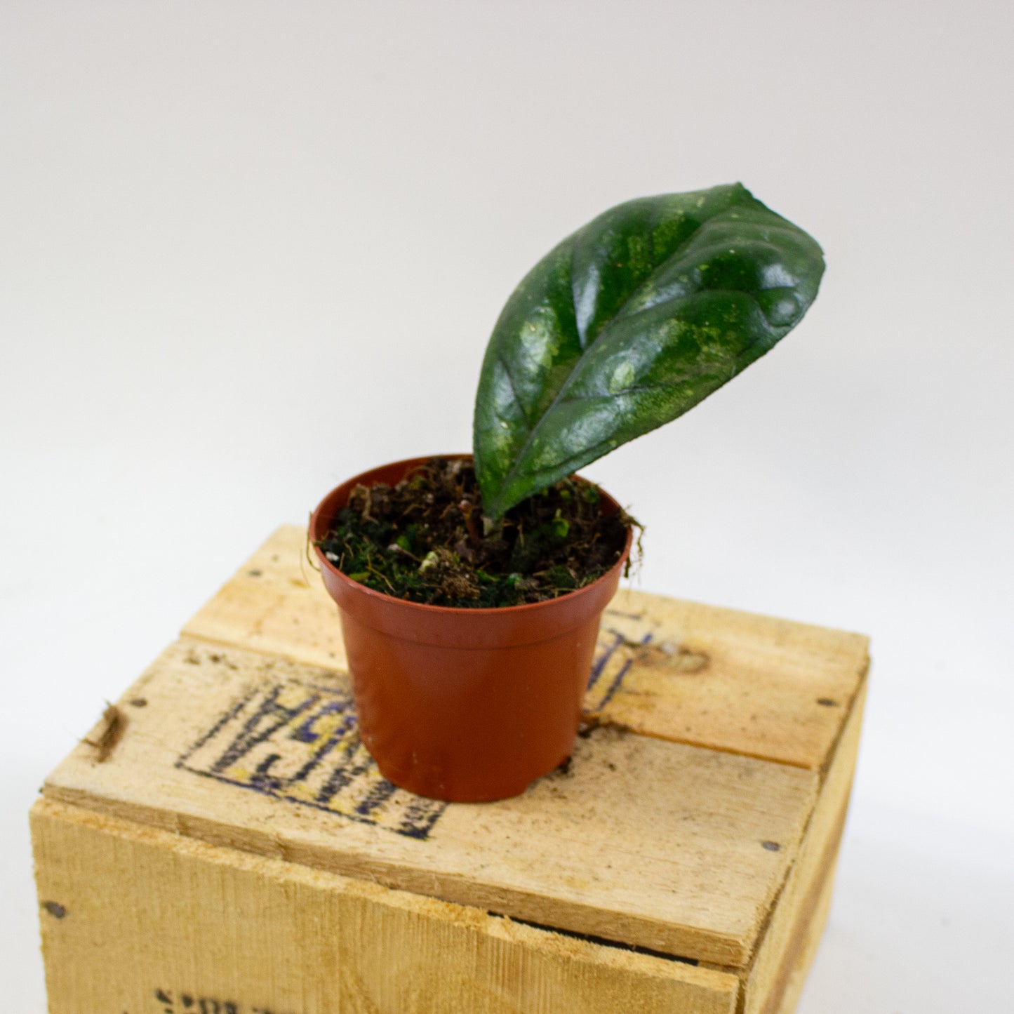 Hoya Deykeae 8cm H10cm