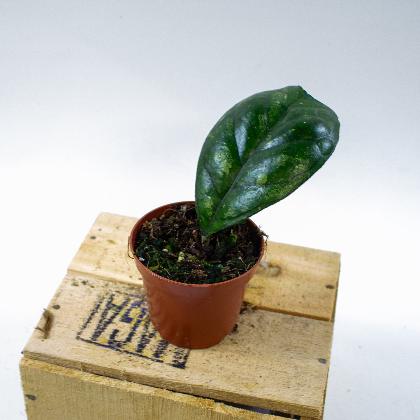 Hoya Deykeae 8cm H10cm