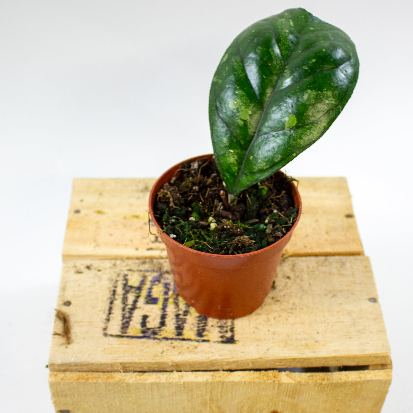 Hoya Deykeae 8cm H10cm