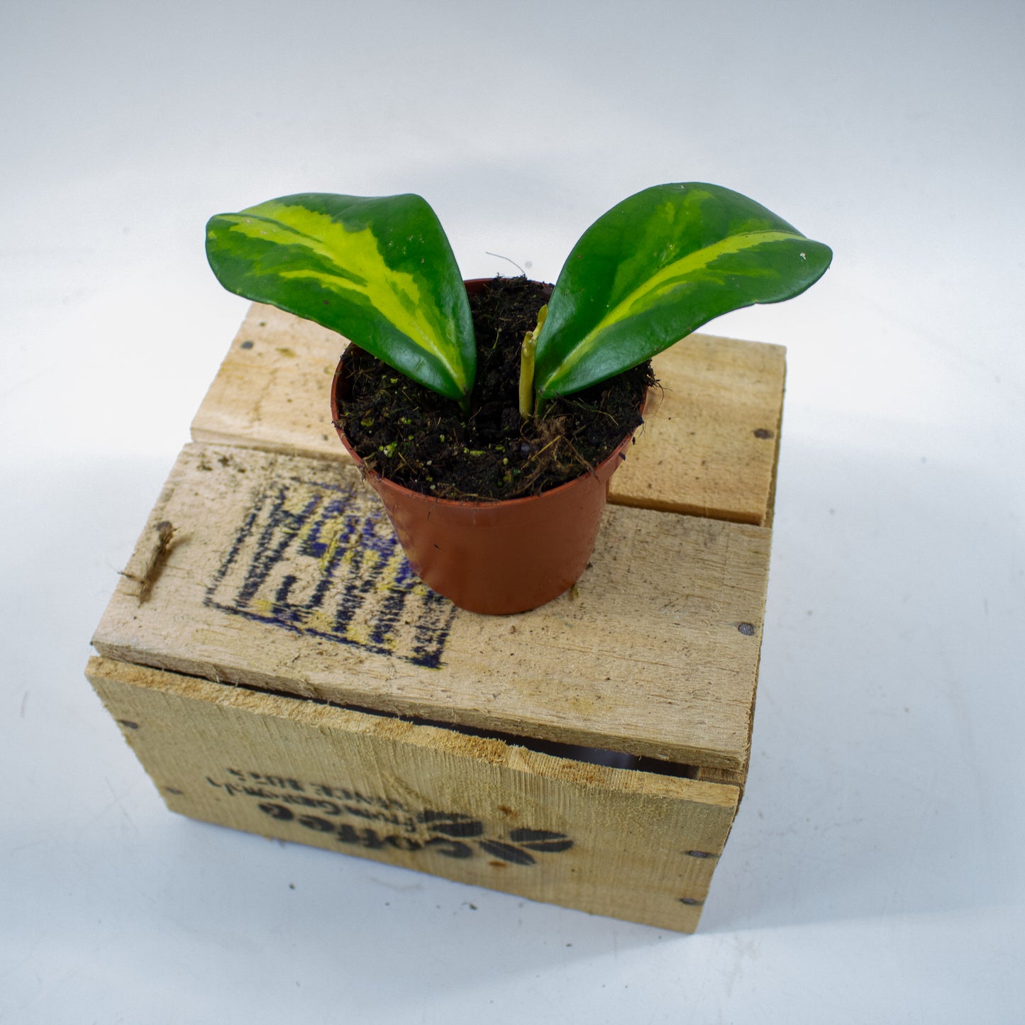 Hoya Diversifolia Maharani  8cm H10cm