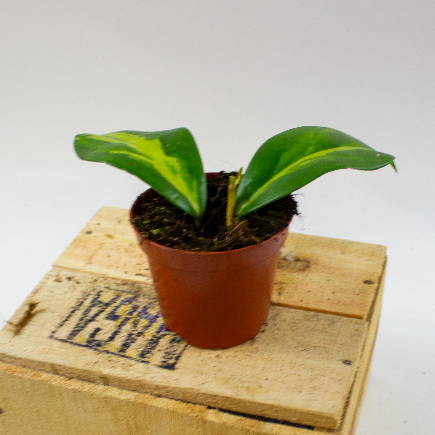 Hoya Diversifolia Maharani  8cm H10cm