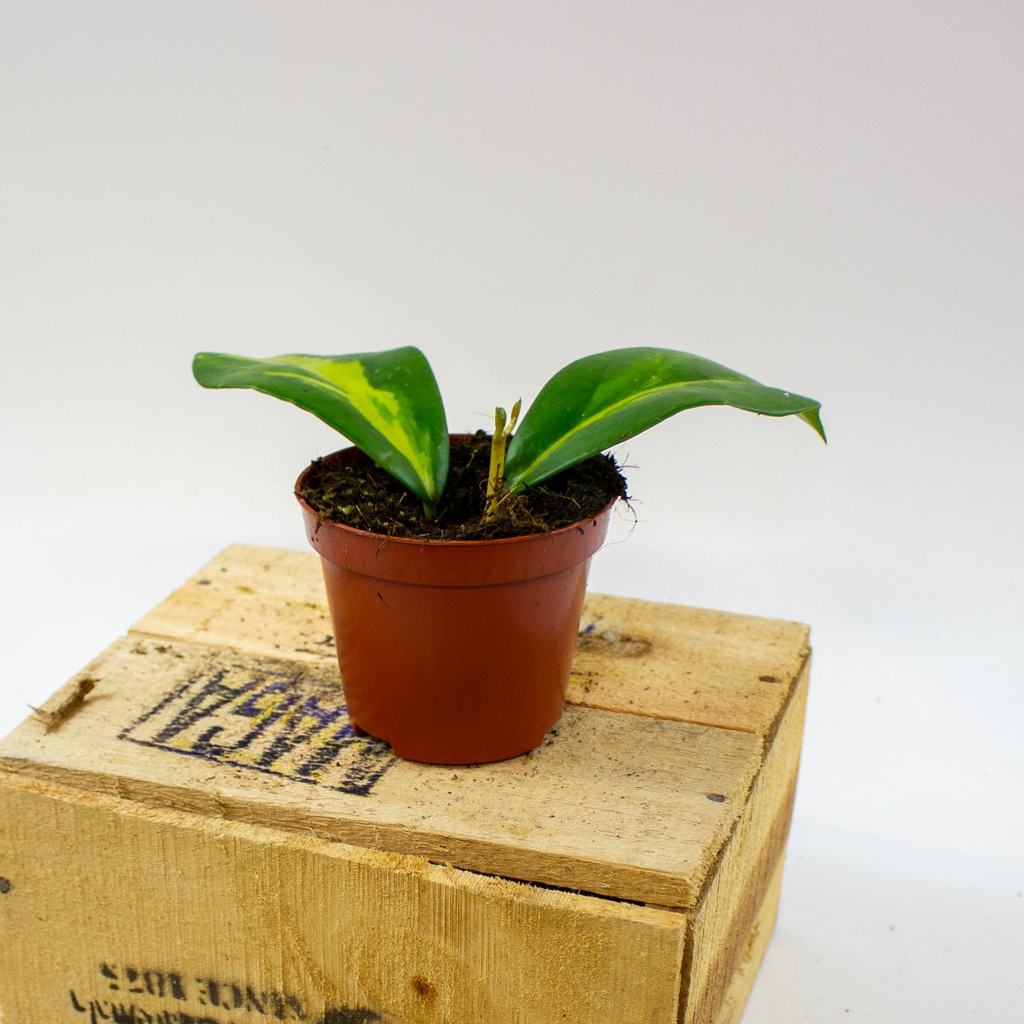 Hoya Diversifolia Maharani  8cm H10cm