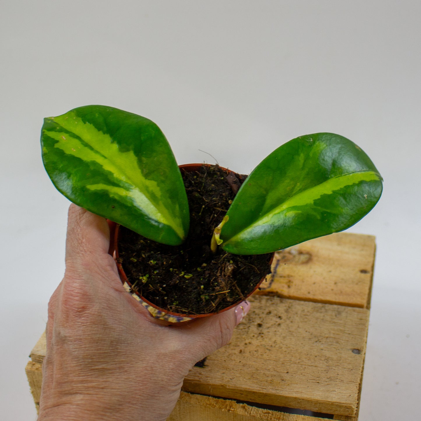 Hoya Diversifolia Maharani  8cm H10cm