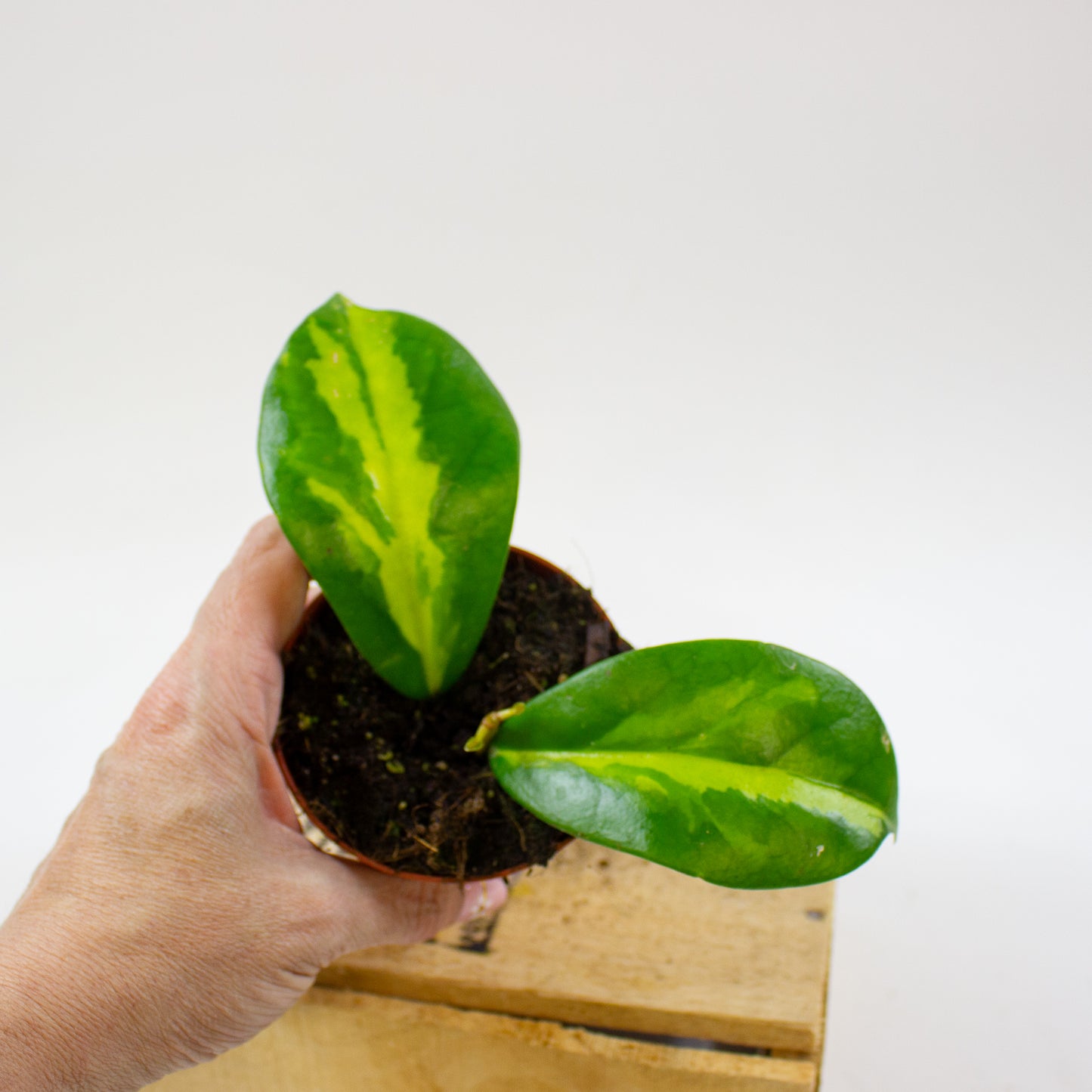 Hoya Diversifolia Maharani  8cm H10cm