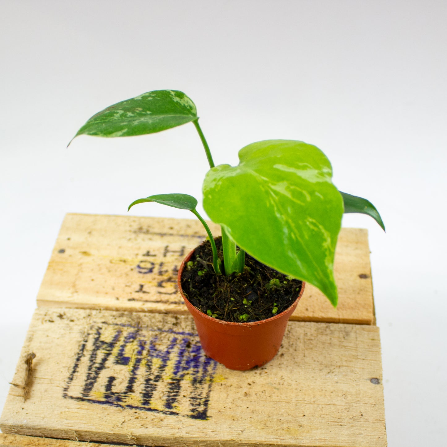 Monstera Bulbasaur 6cm H10cm