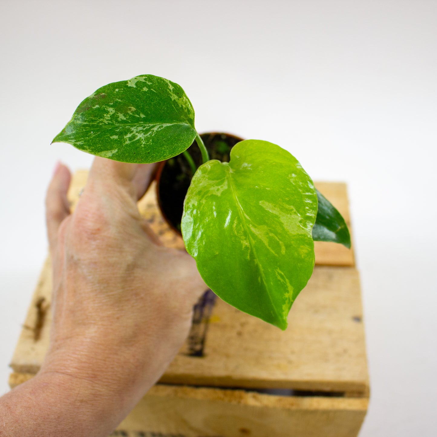 Monstera Bulbasaur 6cm H10cm