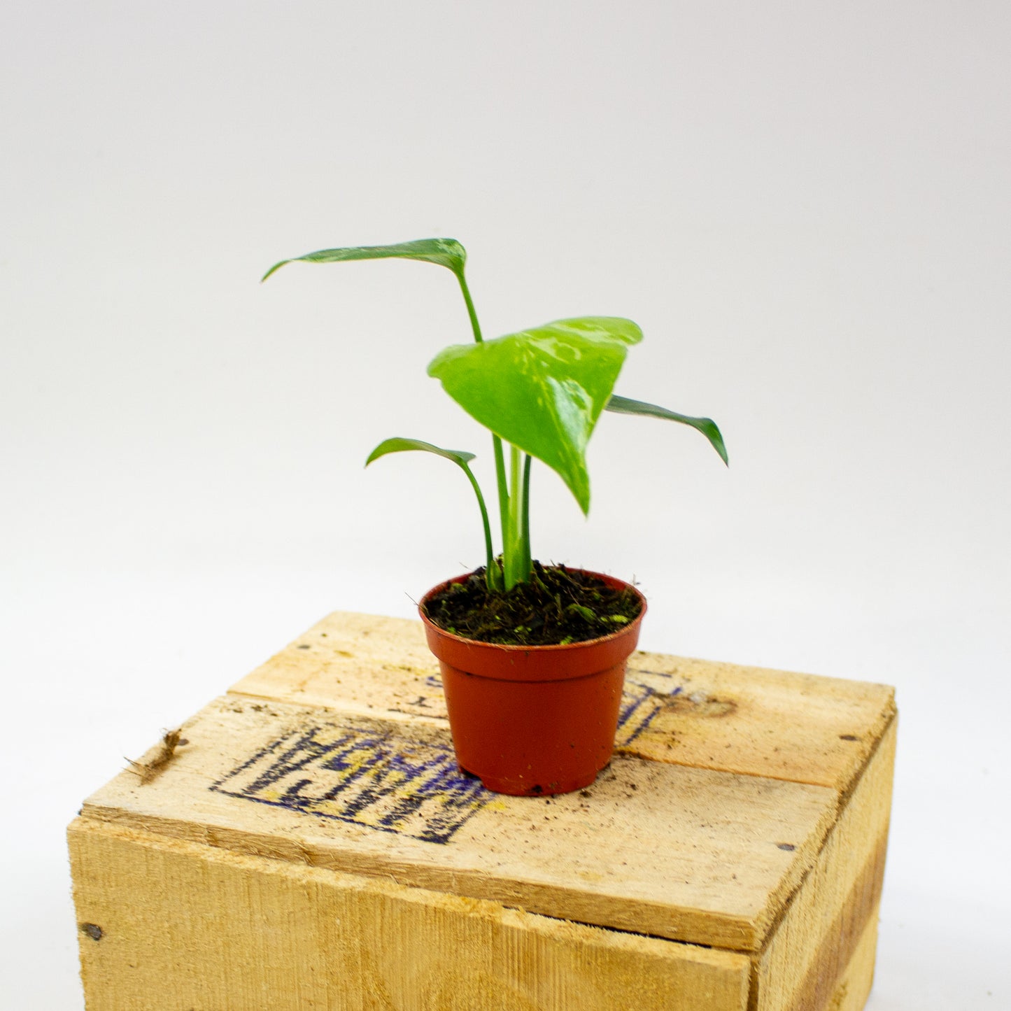 Monstera Bulbasaur 6cm H10cm