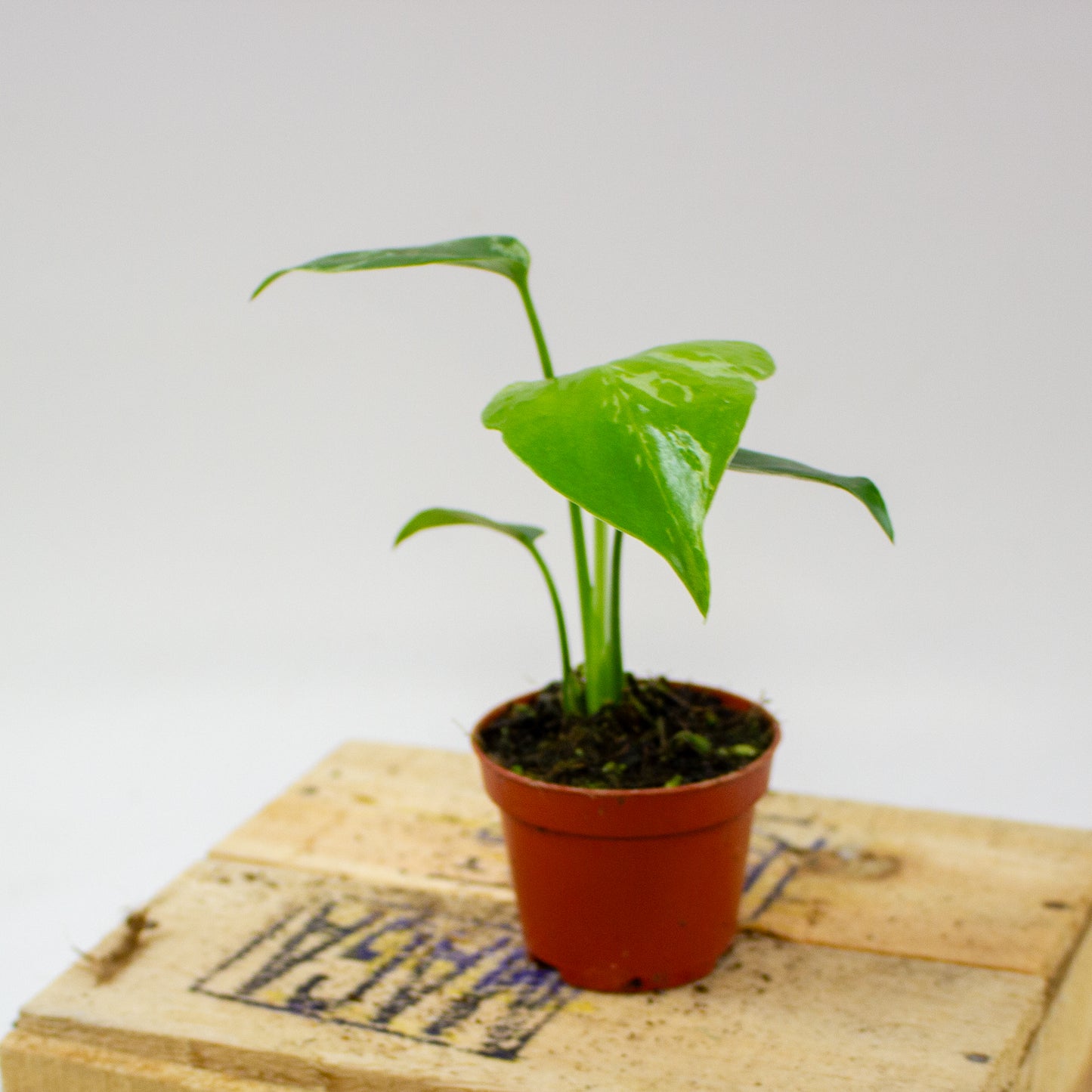 Monstera Bulbasaur 6cm H10cm