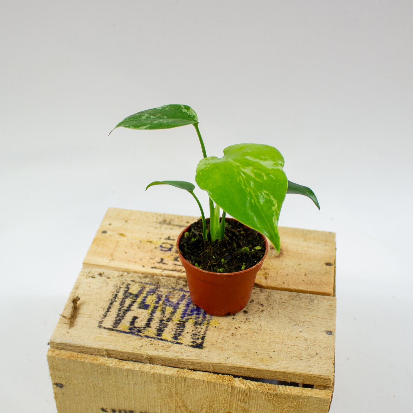 Monstera Bulbasaur 6cm H10cm