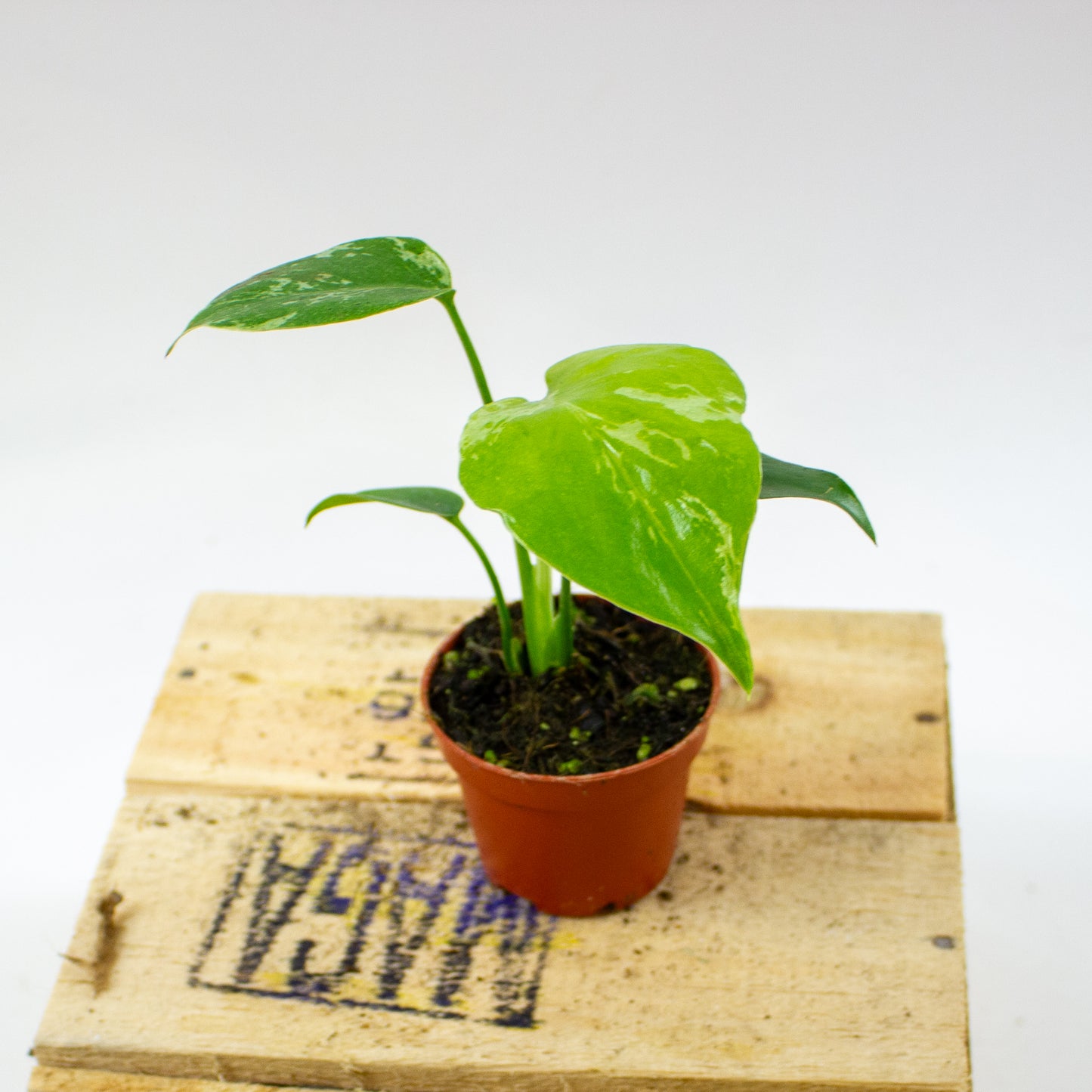 Monstera Bulbasaur 6cm H10cm