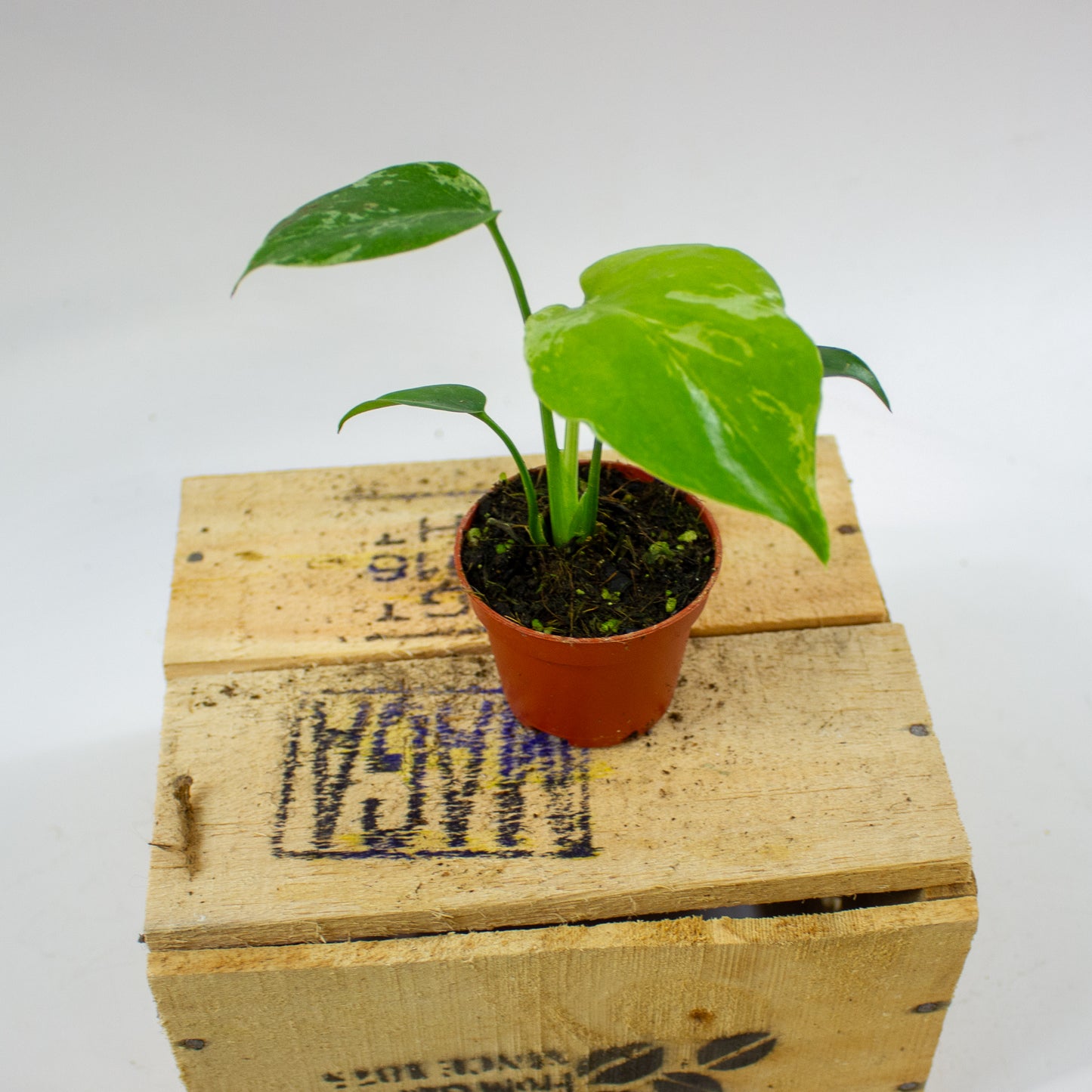 Monstera Bulbasaur 6cm H10cm