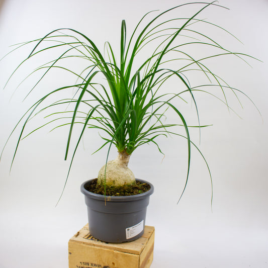 Nolina recurvata 19cm H50cm