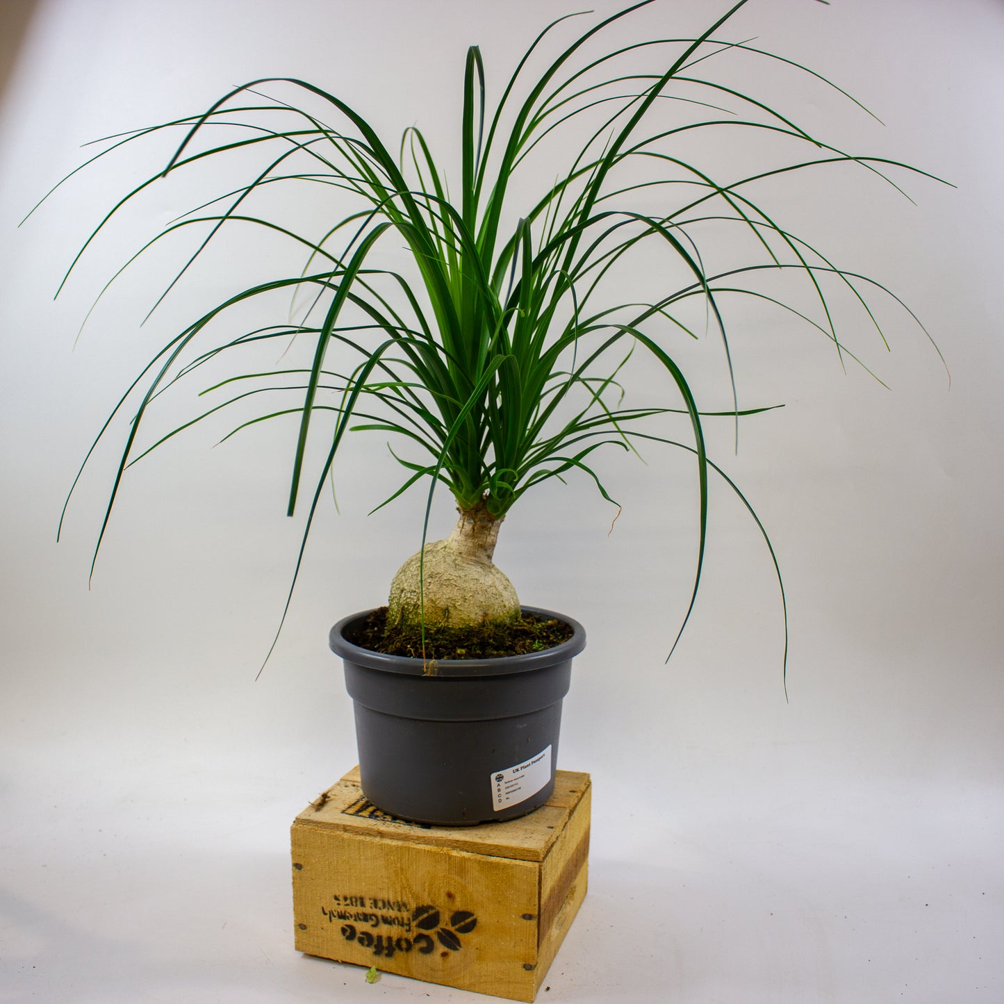 Nolina recurvata 19cm H50cm