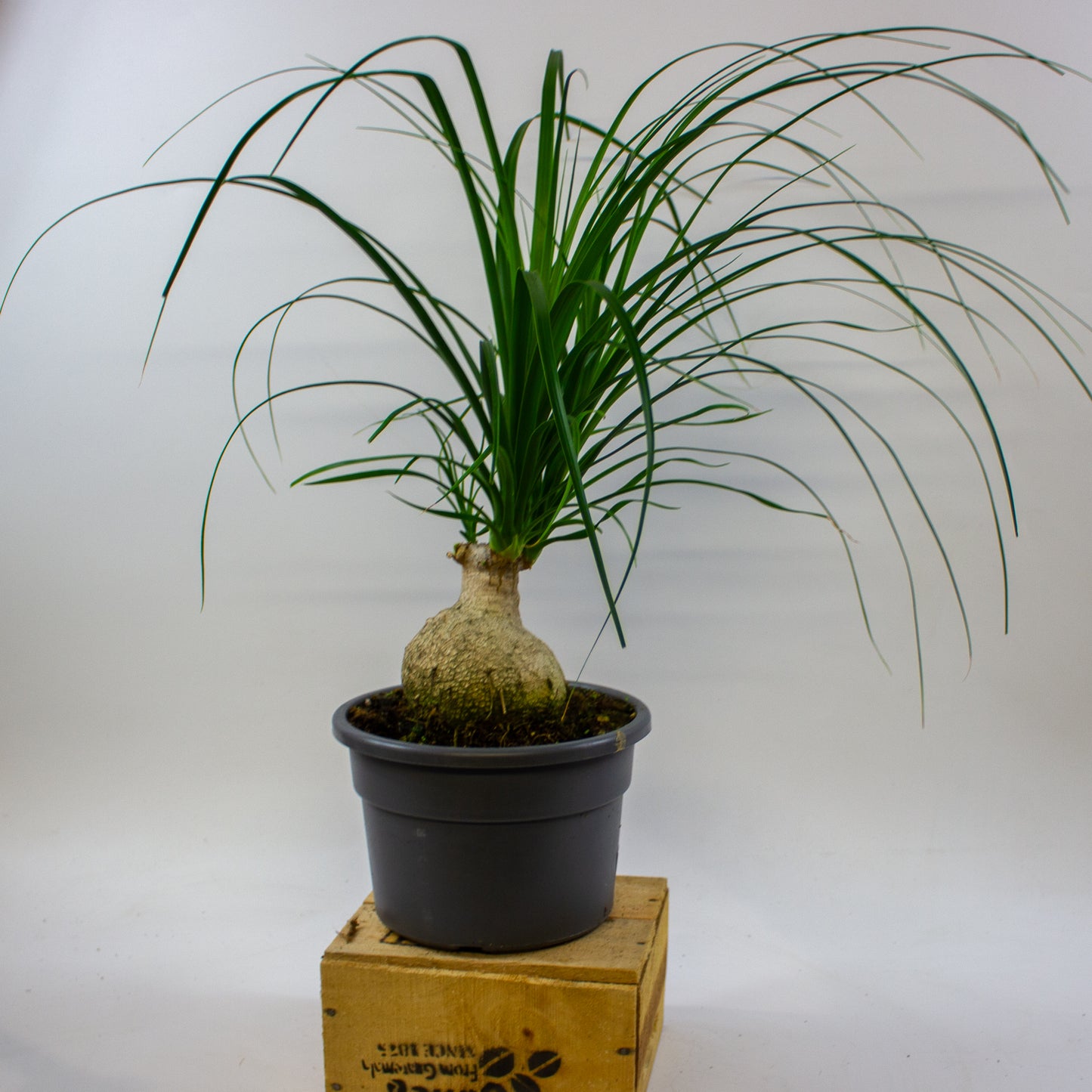 Nolina recurvata 19cm H50cm