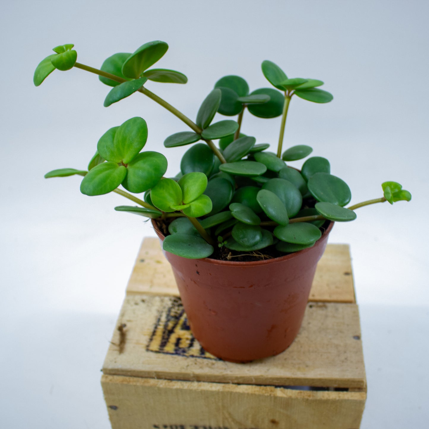 Peperomia tetraphylla 'Hope' 12cm H20cm