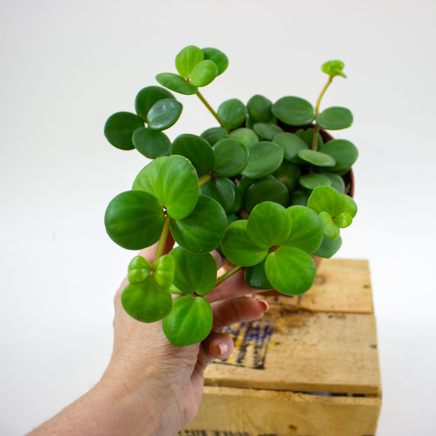 Peperomia tetraphylla 'Hope' 12cm H20cm