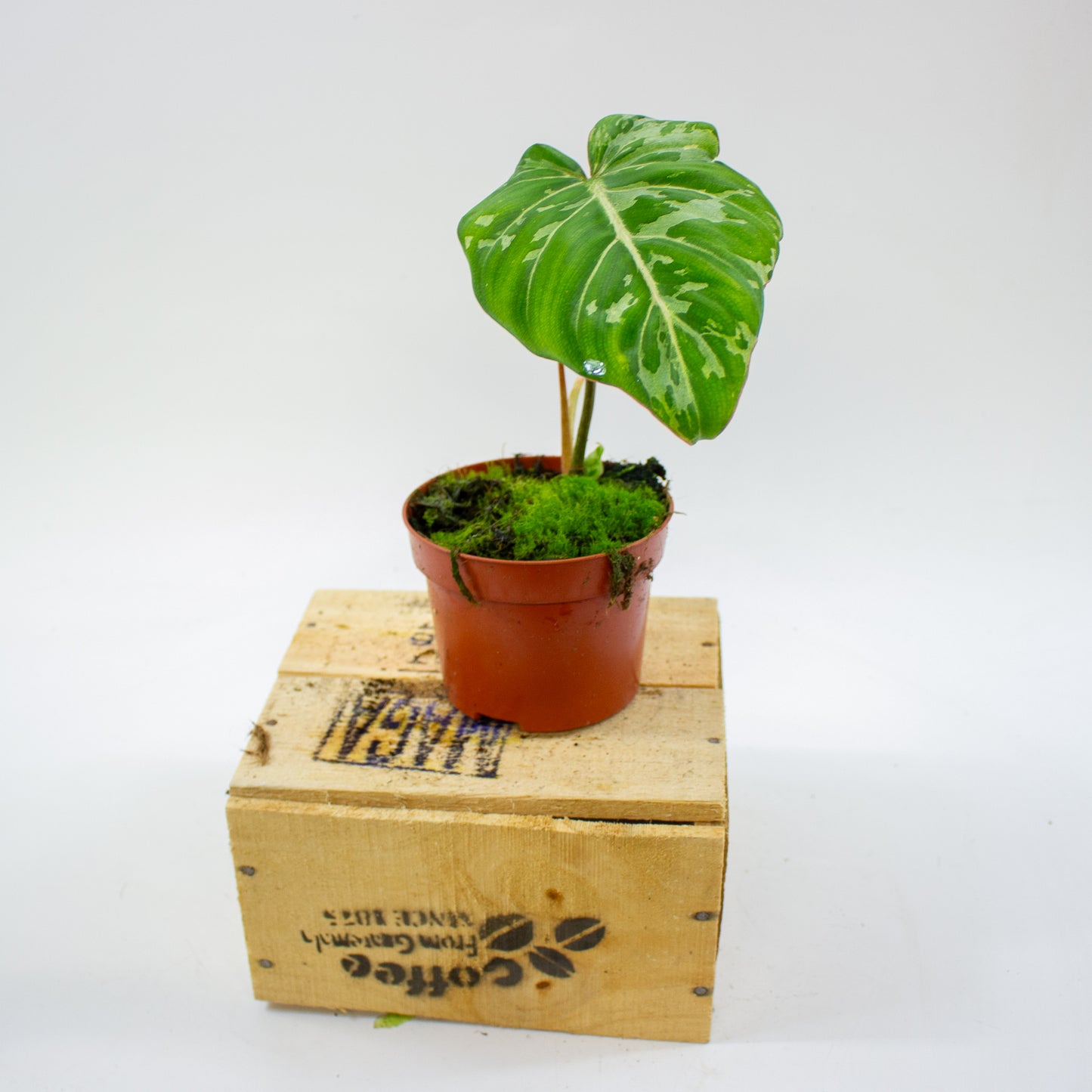 Philodendron Gloriosum Snow Leopard 10.5cm H15cm