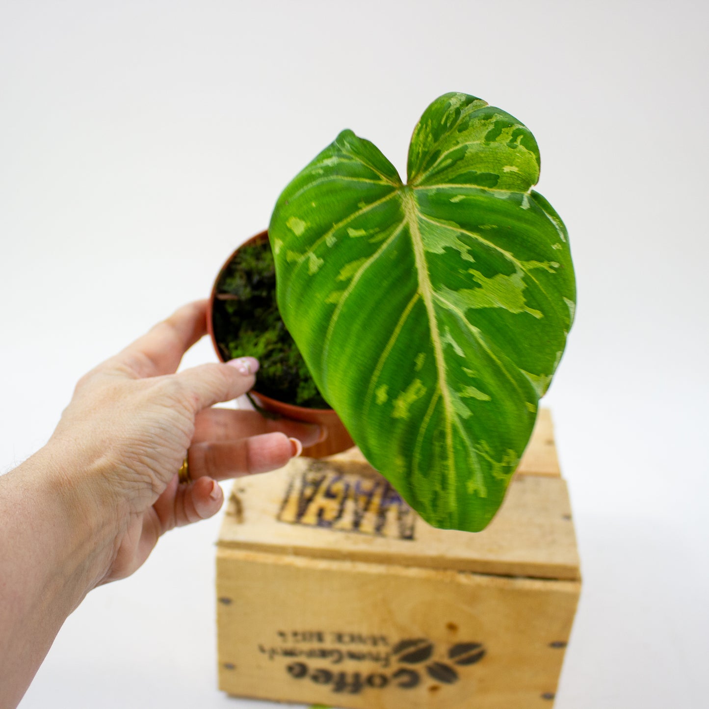 Philodendron Gloriosum Snow Leopard 10.5cm H15cm