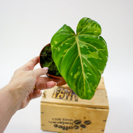 Philodendron Gloriosum Snow Leopard 10.5cm H15cm