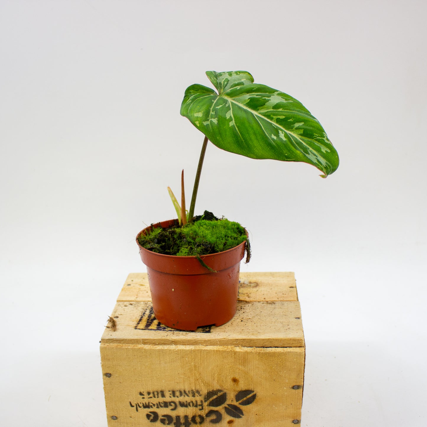 Philodendron Gloriosum Snow Leopard 10.5cm H15cm