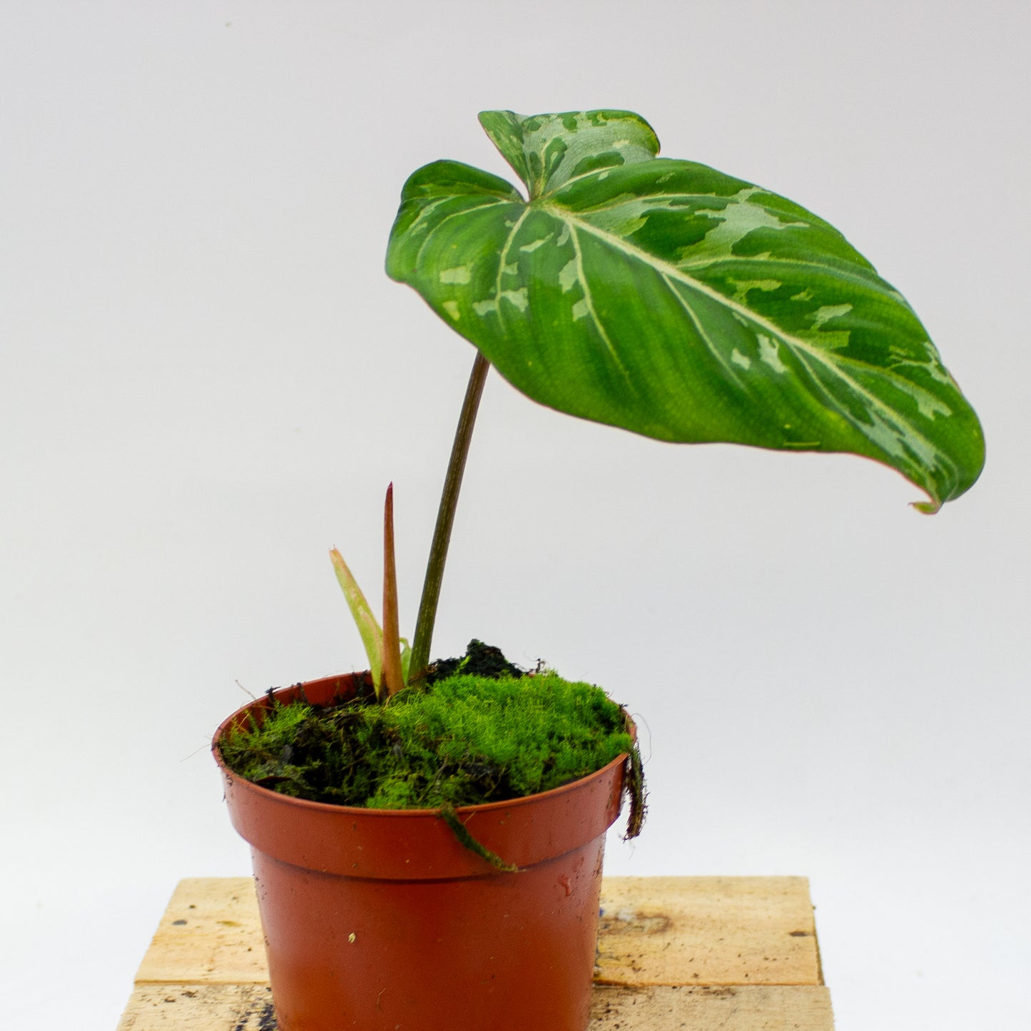 Philodendron Gloriosum Snow Leopard 10.5cm H15cm