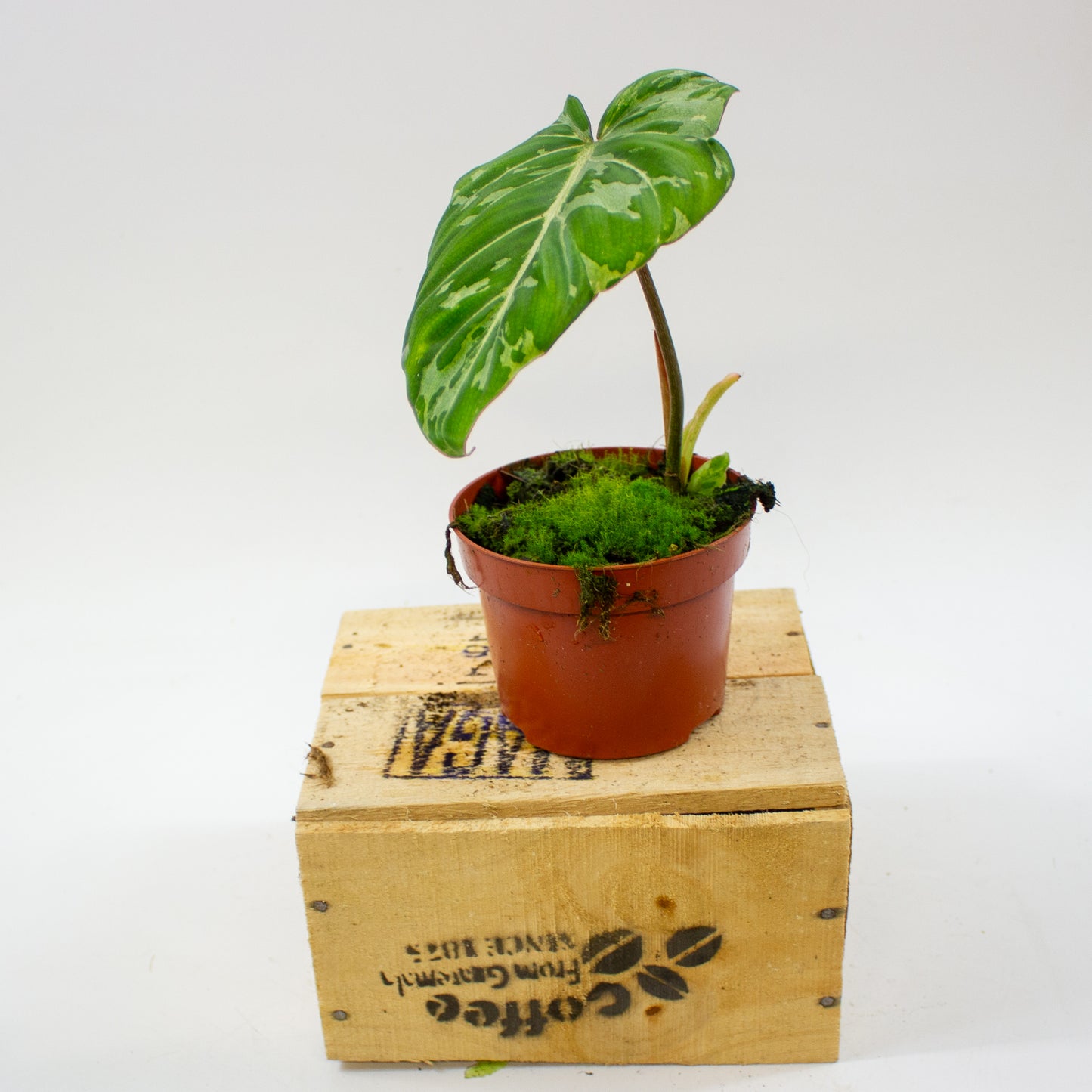 Philodendron Gloriosum Snow Leopard 10.5cm H15cm