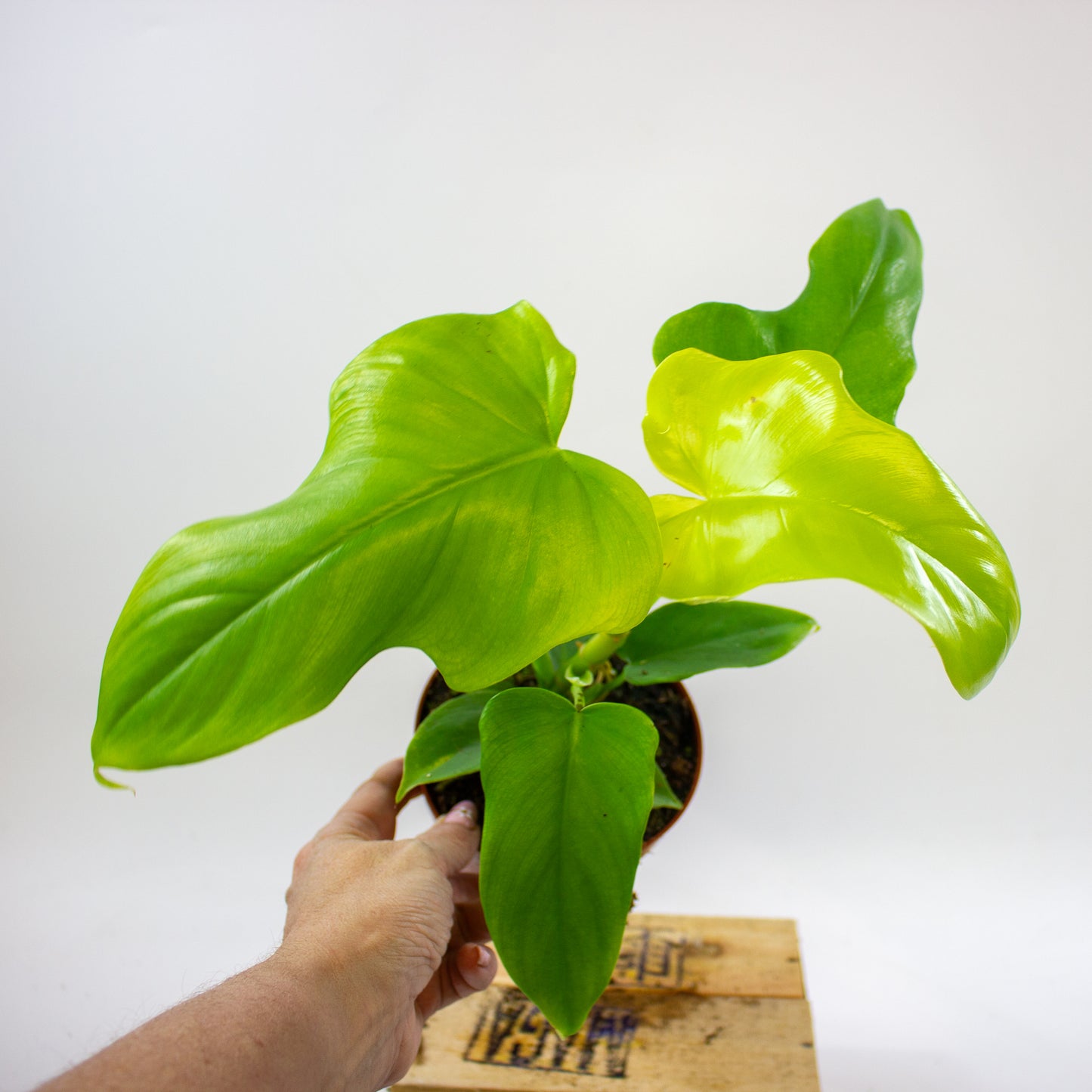 Philodendron Golden Violin 12cm H30cm