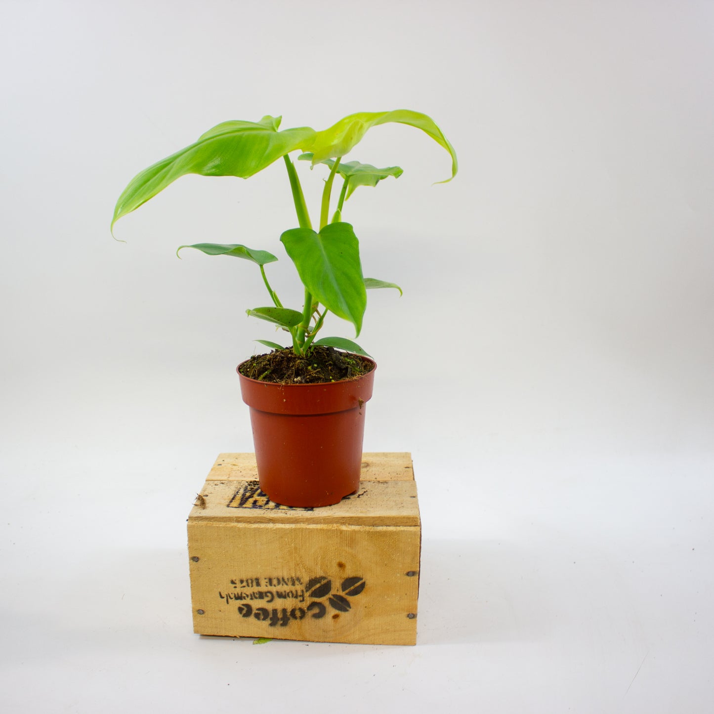 Philodendron Golden Violin 12cm H30cm