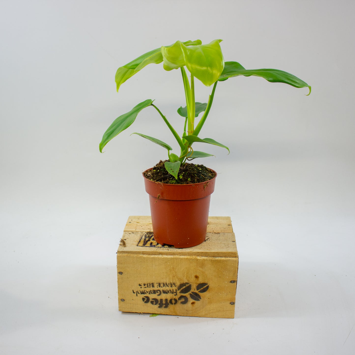 Philodendron Golden Violin 12cm H30cm