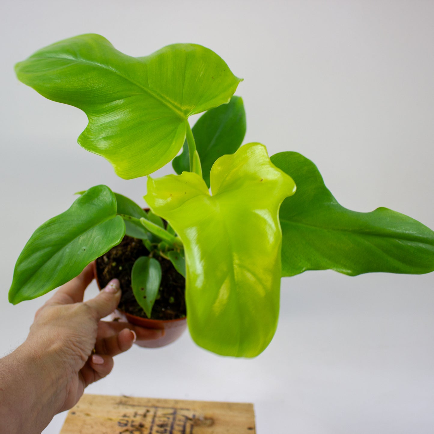 Philodendron Golden Violin 12cm H30cm