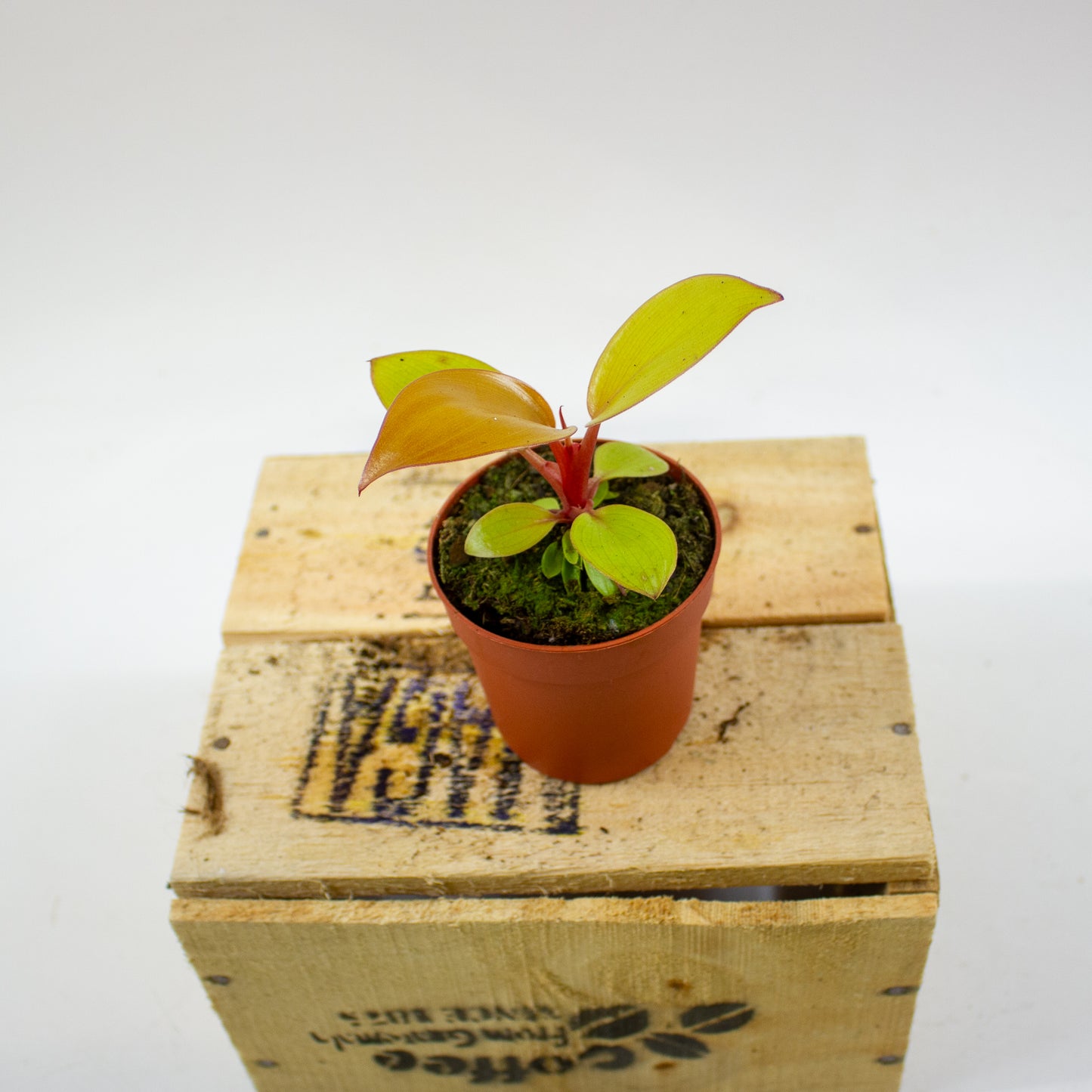 Philodendron Mars 7cm H15cm