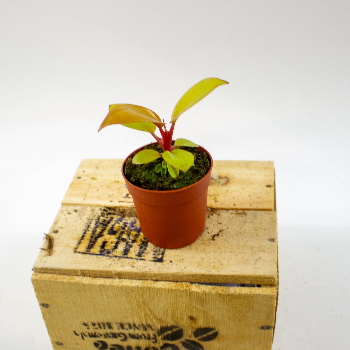 Philodendron Mars 7cm H15cm