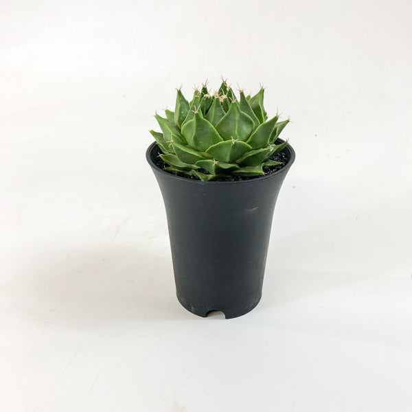 Obregonia denegrii 2
