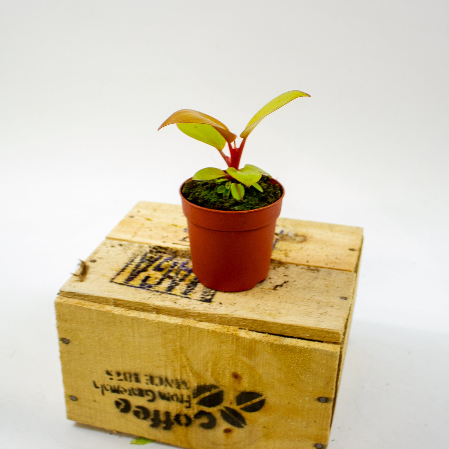 Philodendron Mars 7cm H15cm