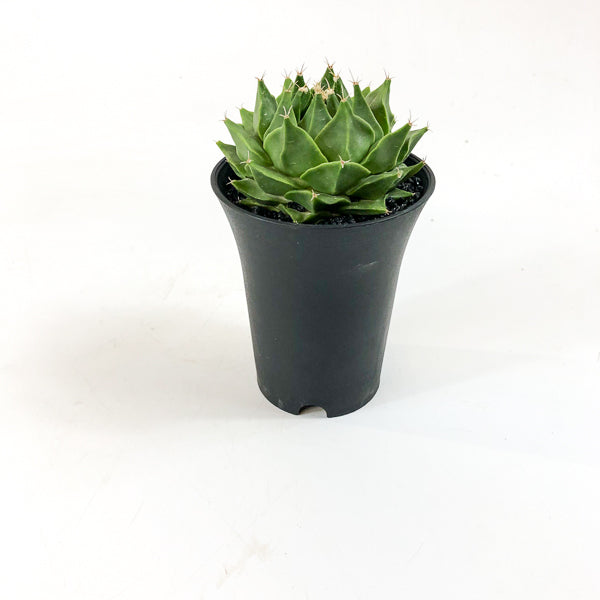 Obregonia denegrii 3
