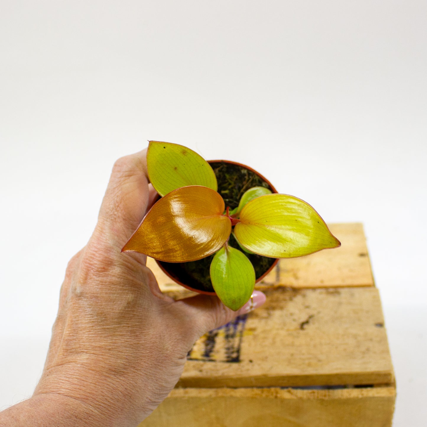Philodendron Mars 7cm H15cm