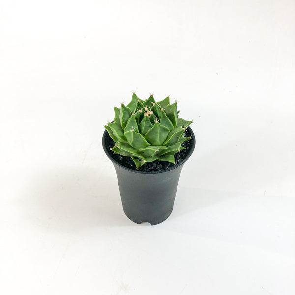 Obregonia denegrii 4