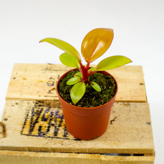 Philodendron Mars 7cm H15cm