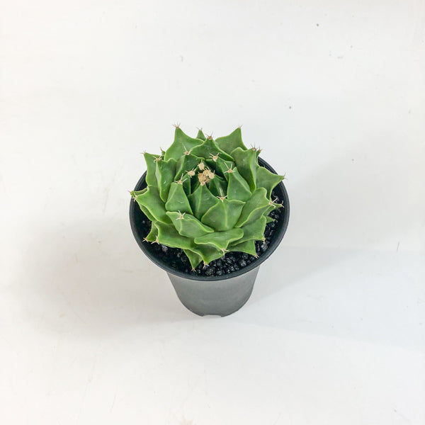 Obregonia denegrii 5